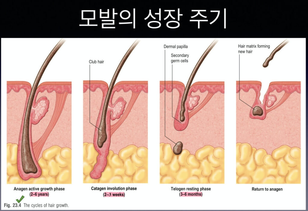 모발-성장-주기