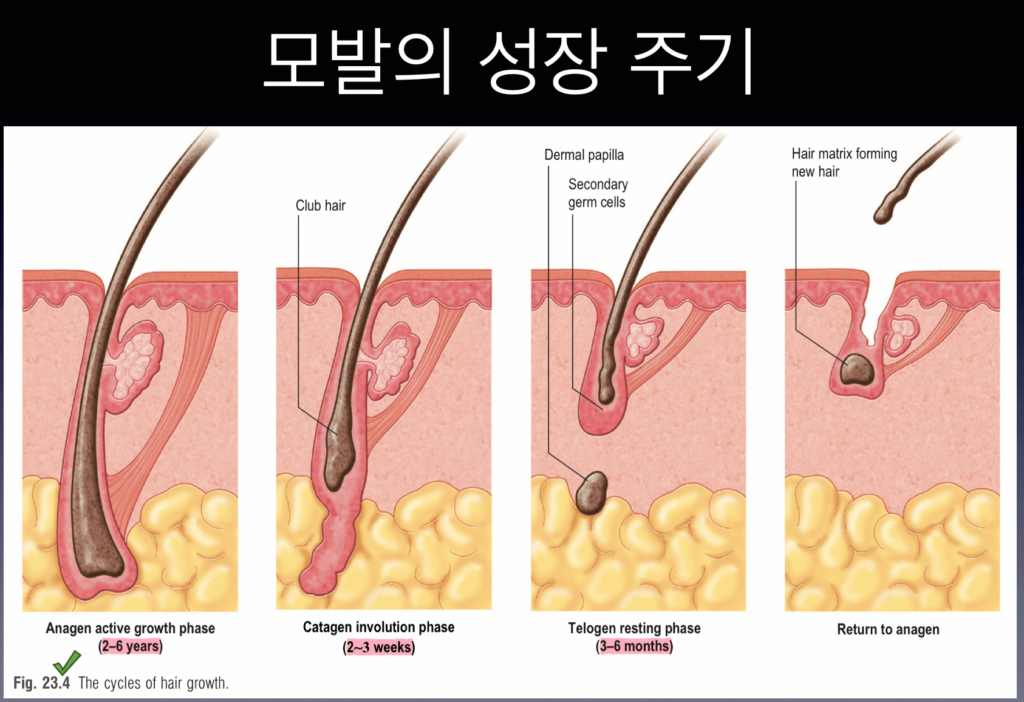 Hair-growth-cycle